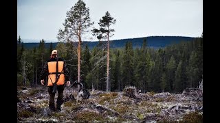 JaktVlogg 7  Björnjakt i Idre [upl. by Menell]