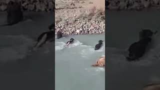 Yaks vs River Natures Most Hilarious Struggle [upl. by Ihdin]