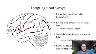 Language and cerebral lateralisation [upl. by Niletac]