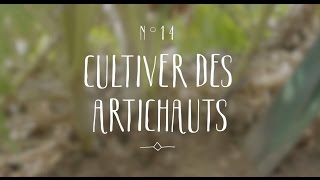 Cultiver des artichauts [upl. by Gui]