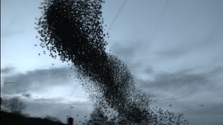 Incredible starling murmuration [upl. by Namyh692]