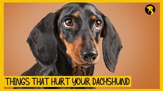 5 Things That Emotionally Hurt Your Dachshund [upl. by Greggs252]