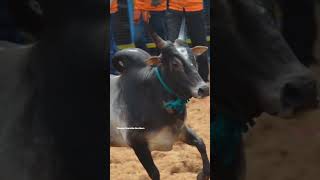 Traditional Tamilan🤝🫂 jallikattu bulls feed youtubeshortsfeedshorts trendingvideotraditional [upl. by Alhan176]