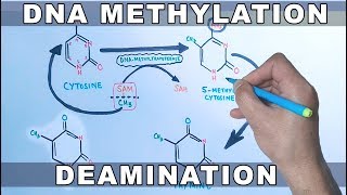 DNA Methylation [upl. by Knighton379]