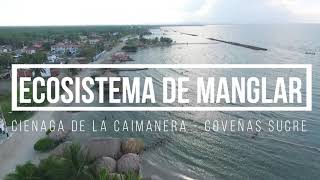 Ecosistema de Manglar  Ciénaga la Caimanera  Coveñas Sucre  DOCUMENTAL [upl. by Akinar863]