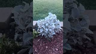 Silver Ragwort plant [upl. by Notxap157]