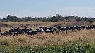 Amazing view of wildebeest while on Masai Mara Safa [upl. by Notlrac]