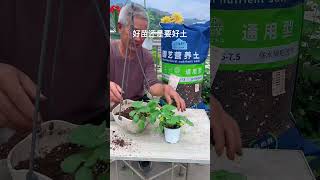 Good seedlings still need to use good soil rurallife gardening plantingtips gardeningtips [upl. by Stent319]