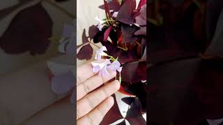 Oxalis Triangularis plant care viralvideo plants shortvideo trending gardening summercare [upl. by Aikemehs53]