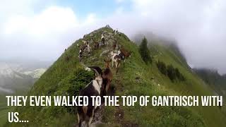 Hiking in Switzerland Gantrisch nature park [upl. by Selda187]