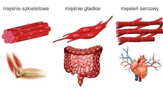 TKANKA MIĘŚNIOWA  mięśnie gładkie  poprzecznie prażkowanekanalik T triadadiadahistologia [upl. by Pentheas425]