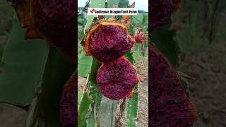 ♥️Night Flower and Moth Pollination Lesson 📌Godiemar Dragon fruit Farm [upl. by Inalaeham]