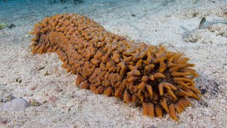 Facts The Sea Cucumber [upl. by Nauqan]