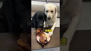 Dog meat is smelly I wont eat it When you have a greedy puppy Im not a human but you are a [upl. by Hcir]