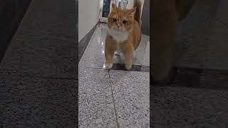 변칙적인 먼치킨고양이 an anomalous munchkin cat 먼치킨고양이 munchkin running 런닝 [upl. by Nyltiak]