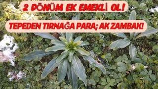 EN KAZANÇLI BİTKİ AK ZAMBAK [upl. by Krissie]