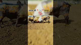 Yadav Ji Vs Thakur Ji youtubeshort bhojpuri shorts shortsfeed tuntunyadav trending [upl. by Rumilly881]