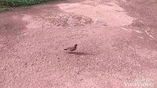 Tan tana tan tan tan tara slow motion walk by bird [upl. by Eadwine]