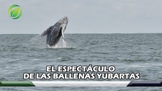 Espectaculares así se ven las ballenas yubartas [upl. by Aratnahs]