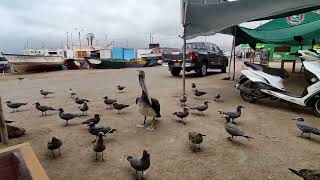 VISITANDO DISTRITO DE CHALA AREQUIPA PERU [upl. by Ahseenak577]