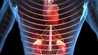 How Stress Affects the Body Animation  Function of Epinephrine and Cortisol Video [upl. by Immot]