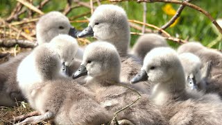 Mute Swan Cygnets [upl. by Euhsoj]