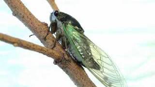 Annual Cicada [upl. by Cleodal]