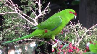 KakarikiNew Zealand Red Crowned ParakeetCanon HF10 [upl. by Naved839]