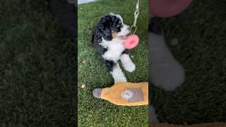 😍😍😍 minibernedoodles bernedoodle doodlepup minibernedoodlepuppyvideos minidoodle ohio [upl. by Barsky]