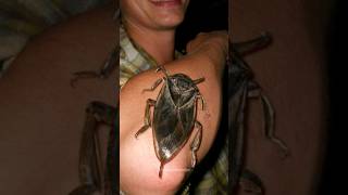 The Giant Water Bug Belostomatidae shorts viral [upl. by Anadal]