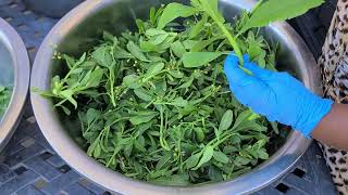 How To Process Preserve Waterleaf amp Save Waterleaf Seeds Waterleaf [upl. by Weigle]