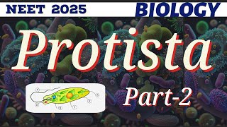 Protozoan Protista Zooflagelletes amp Sarcodina NCERT Important Easy Biology NEET 11th [upl. by Dexter]