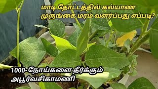 Cultivation of Kalyana Murungai in the Terrace Garden  and Medicinal Uses  Erythrina Indica [upl. by Mena952]