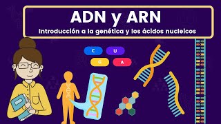 ADN y ARN ácidos nucleicos [upl. by Delphinia67]