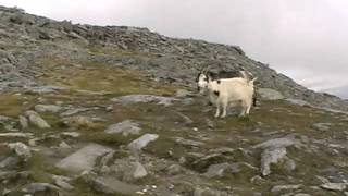 Indecisive Goats On The Glyders North Wales [upl. by Alphard]