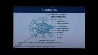 Anatomy and Physiology Chapter 12 Part 1 Nervous SystemNeural Tissue Anatomy and Physiology Help [upl. by Nnylhsa]