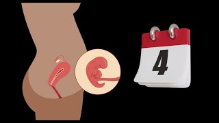 Embryologie 🤰  La 4 ère semaine du développement embryonnaire ♡ Résumé simple [upl. by Cutcheon659]