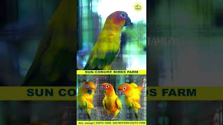 sun conure birds farm  dan mathews Exotic Farm  vlog tamizha [upl. by Adabelle]