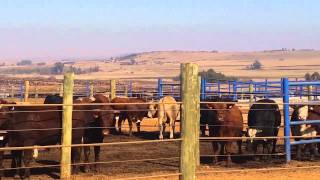 Karan Beefs feedlot in South Africa [upl. by Yttam]