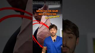 ❗️MÚSCULOS QUE NO CONOCES DEL ANTEBRAZO❗️anatomia biomecanica gym fisio sabiasque doctor [upl. by Malva]