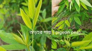 অড়হর গাছ Pigeon pea গাছের সঙ্গে আজ তোমাদের পরিচয় করিয়ে দেবো । rooftopgarden viralvideo [upl. by Cyndia]