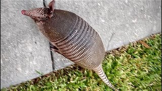 Walking with Mr Dillo the nine banded Armadillo 🐾 Up close [upl. by Ahsrats]