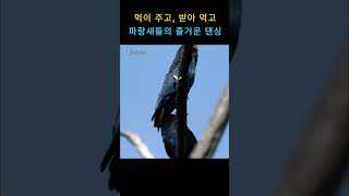 행복한 파랑새 커플ㅣOriental Dollarbirddancing [upl. by Norval]