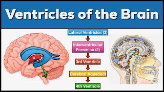 Ventricles of the Brain Anatomy and Cerebrospinal Fluid CSF Circulation [upl. by Osyth860]