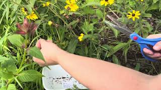 How to harvest lancedleaved coreopsis or tickseed Coreopsis lanceolata seeds [upl. by Menides]