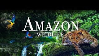 Amazon rainforest song official [upl. by Gwyn323]