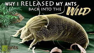 Why I Released My Pet Ants Back Into the Wild  Very Sad Day [upl. by Annoirb828]