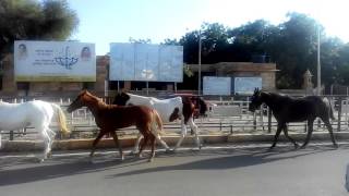 Maharawal brijraj singh ji jaisalmer horses [upl. by Herve]