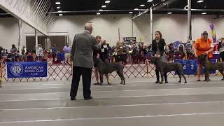 San Rocco Cane Corso  Blue Male wins AKC dog show event [upl. by Macfadyn]