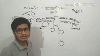 Mechanism of action of peptide hormones in detail fast action of hormones [upl. by Fae]